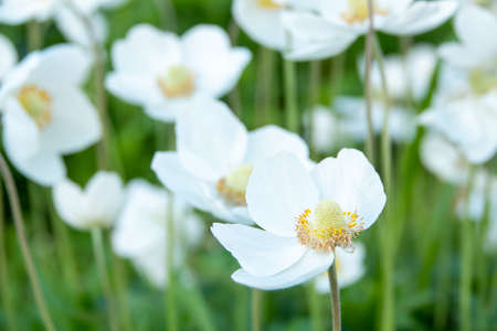 Japanese anemone Elfin Swan - Latin name - Anemone japonica Elfin Swanの写真素材