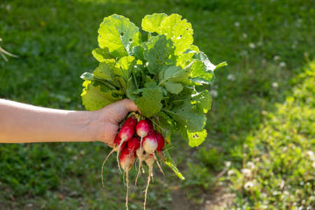 Washing the freshly picked radishes from the home garden