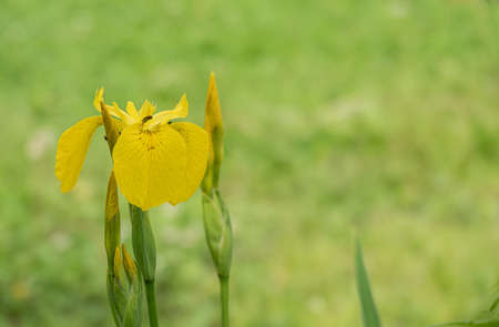 Iris. Perennial rhizomatous plant of the Iris family Iridaceae. Beautiful floral abstract background...