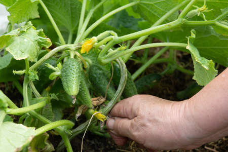 Cucumbers in a garden in the village. Scourge of cucumbers on the grid. The bed of cucumbers in the open air.の写真素材