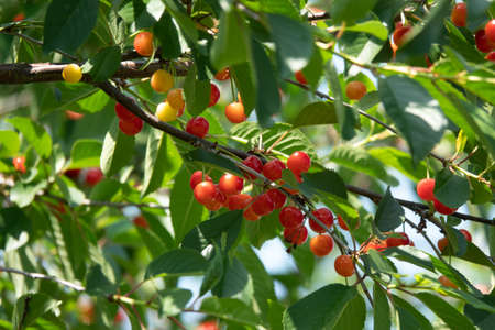 Sour cherries on the branch. Ripening sour cherry with morning dew drops on twig in the garden....