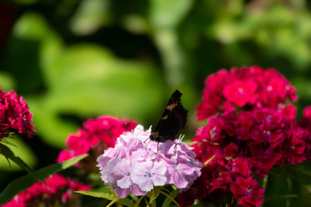blue butterflies flying in cosmos flowersの写真素材