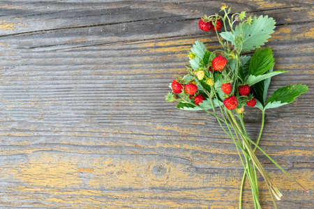 Fragaria vesca, European strawberry, wood strawberry. Wild strawberry bush with ripe shiny red...