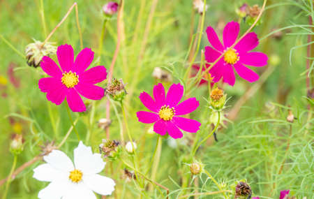 Pink tone of cosmos flower field. Sweet and love in valentine dayの写真素材
