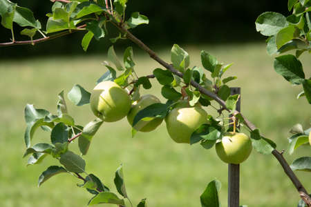 Closeup of a bunch of bio organic red apples growing on the branches of an apple tree in an orchadの写真素材
