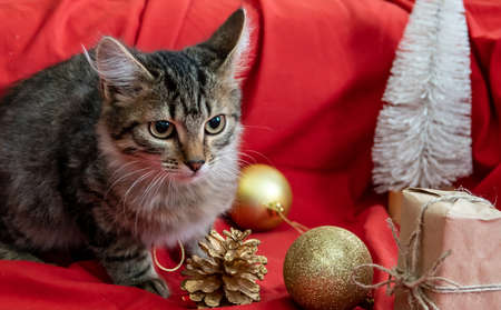 Wrapped gifts under a Christmas tree with copyspace. christmas gift boxの写真素材