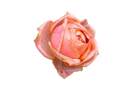 red and pink rose isolated on white backgroundの写真素材