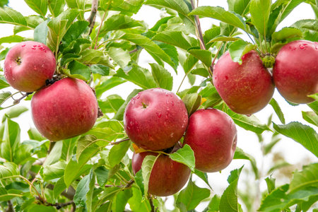 picture of a Ripe Apples in Orchard ready for harvesting,Morning shotの写真素材