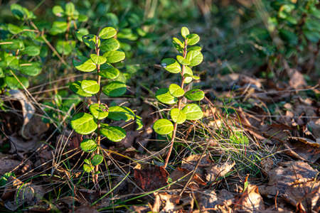 A bush of red cranberries grows in a swamp in the forest. Wild lingonberries grow in the fall in the forests. Red berries and leaves of a green bush. The quality of HD berries.の写真素材