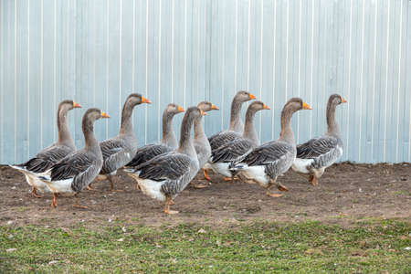 Domestic geese graze on traditional village goose farmの写真素材
