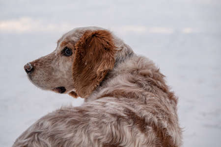 An adorable white-red Russian Spaniel dogs sitting at a dog show in a stadium. The dogs is looking at the owner. hunting dog. selective focus. Photo of the head.の写真素材