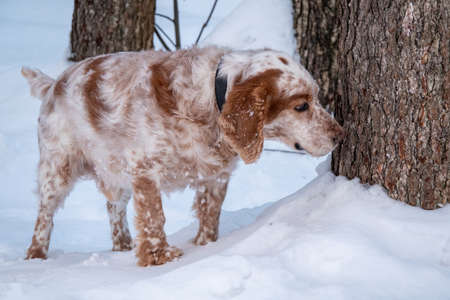 An adorable white-red Russian Spaniel dogs sitting at a dog show in a stadium. The dogs is looking at the owner. hunting dog. selective focus. Photo of the head.の写真素材