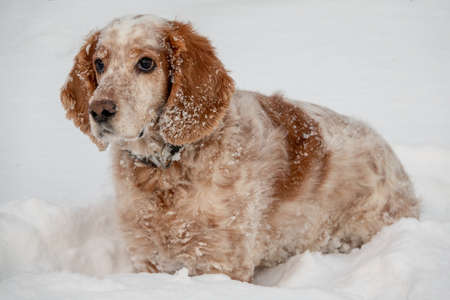 An adorable white-red Russian Spaniel dogs sitting at a dog show in a stadium. The dogs is looking at the owner. hunting dog. selective focus. Photo of the head.の写真素材