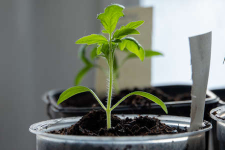 Solanum lycopersicum: tomato seedlings grow in a pot at home on windowの写真素材