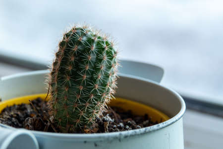 Close up of a teal cactus. Teal cactus leaves. Tidewater green background. Cactus plant pattern wallpaper. Succulent plant patterns. Details of a succulent leaves.の写真素材