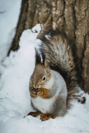 squirrel sitting by tree in snow and eating nuts in winter Parkの写真素材