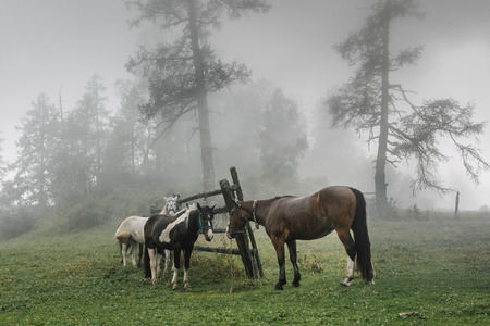 horses on a leash in a meadow in fog. background a forestの写真素材