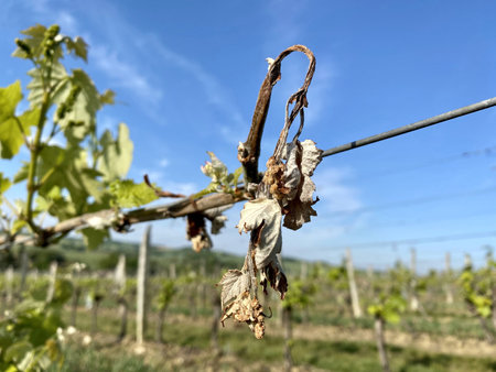 dried grape vine due to night frosts in Franceの写真素材
