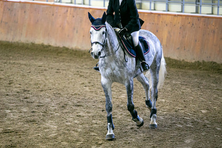 Woman equestrian at indoor show jumping competitionの写真素材