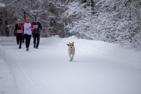 Dog run ahead of group athletes at winter marathonの写真素材