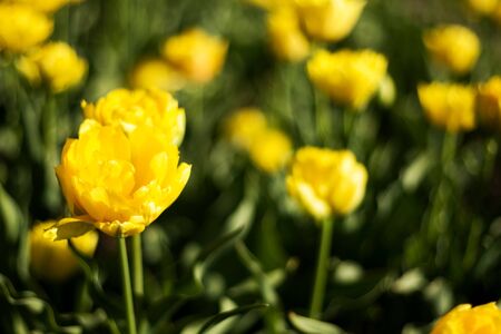 Tulip Festivalの写真素材