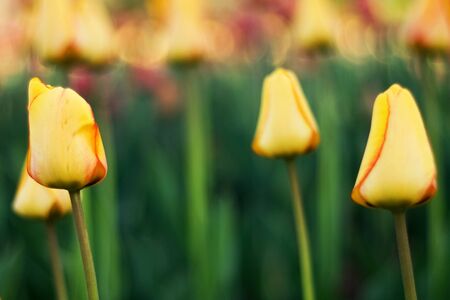 Tulip Festivalの写真素材