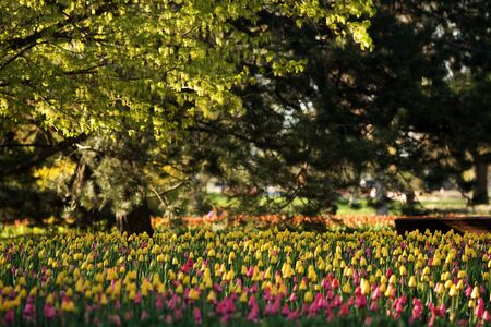 Tulip Festivalの写真素材