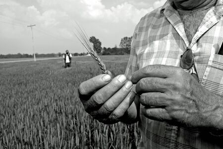 Parkhill, Canada - June 2, 2006: A Canadian farmer holds a head of wheat just prior to the crop being harvested. のeditorial素材