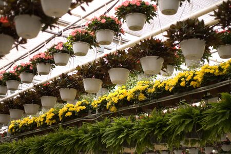 London Ontario, Canada - May 2011. Rows of hanging flower baskets on display for sale inside a commercial greenhouse in London Ontario, Canada.のeditorial素材