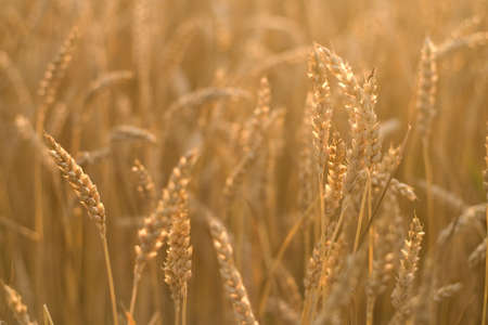 Canadian Wheat.