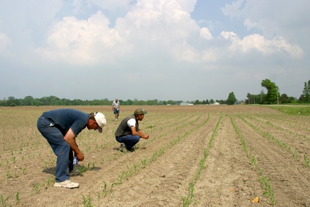Parkhill Ontario, Canada - May 31, 2006. Three farmers inspect their emerging corn crop on a family farm in Soutwestern Ontario. のeditorial素材