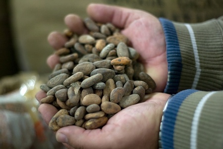 London Ontario, Canada - March 5, 2012. Luis Rivas of Habitual Chocolate in London Ontario Canada inspects a shipment of raw cocoa beans. The company buys the beans directly from the producers then roasts them, crushes then and creates gourmet chocolate.のeditorial素材