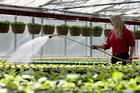 Teresa Vanderwerf, 46, of London waters rows of Marigolds that are being grown inside the city greenhouses located on Springbank Drive near Wonderland Road. During the course of the year the staff at the greenhouse will grow more than 50,000 plants that wのeditorial素材