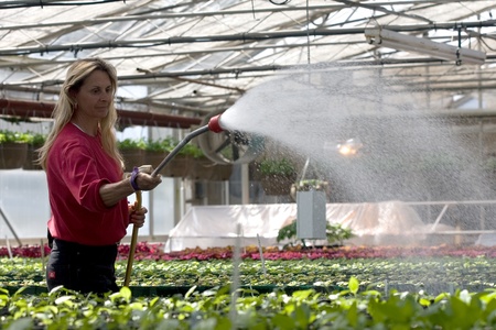 Teresa Vanderwerf, 46, of London waters rows of Marigolds that are being grown inside the city greenhouses located on Springbank Drive near Wonderland Road. During the course of the year the staff at the greenhouse will grow more than 50,000 plants that wのeditorial素材