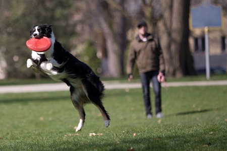 Frankie, a two year old Austrailian Sheppard catches a frisbee thrown by her owner Aaron Cowell, 30, of London who is in the background.  The two were out enjoying the sunshine in Victoria Park on Monday afternoon. Mark Spowart/for Metro. のeditorial素材
