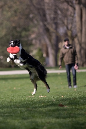 Frankie, a two year old Austrailian Sheppard catches a frisbee thrown by her owner Aaron Cowell, 30, of London who is in the background.  The two were out enjoying the sunshine in Victoria Park on Monday afternoon. Mark Spowart/for Metro. のeditorial素材