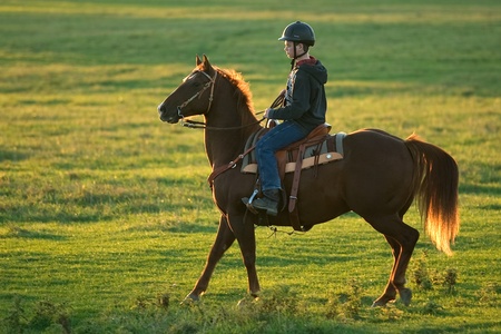 Lobo Ontario, Canada - October 2, 2010. A young rider and his mount stand their position in a pasture as other riders begin to corral cows and bulls. Team penning is a competition where teams of riders try to corral cows into a holding pen. Time is kept aのeditorial素材