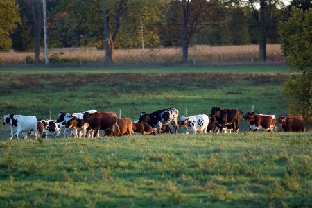 Lobo Ontario, Canada - October 2, 2010.  Cows and bulls are brought in from pasture to be tagged prior to the competition. Team penning is a competition where teams of riders try to corral cows into a holding pen. Time is kept and the team with the lowestのeditorial素材
