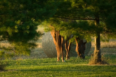Lobo Ontario, Canada - July 5, 2010. A horse grazes before the competition begins. Team penning is a competition where teams of riders try to corral cows into a holding pen. Time is kept and the team with the lowest time over the course of the competitionのeditorial素材