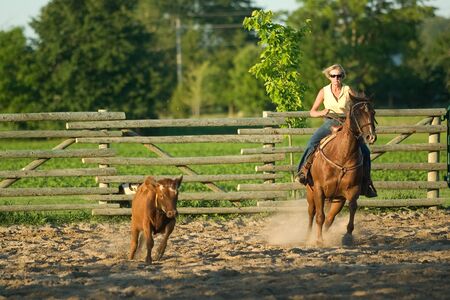 Lobo Ontario, Canada - October 2, 2010. A competitor rides during the competition. Team penning is a competition where teams of riders try to corral cows into a holding pen. Time is kept and the team with the lowest time over the course of the competitionのeditorial素材