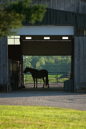 Lobo Ontario, Canada - October 2, 2010. A horse stands alone in a barn. Team penning is a competition where teams of riders try to corral cows into a holding pen. Time is kept and the team with the lowest time over the course of the competition wins.のeditorial素材