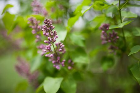 Hilton Falls の写真素材