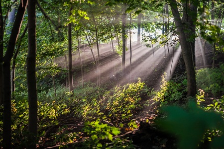 A colour landscape photo of morning sunburst shining through early morning mist  の写真素材