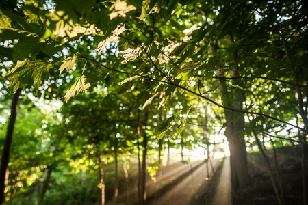 A colour landscape photo of morning sunburst through mist in a forest, with focus on the leaves in the foreground  の写真素材