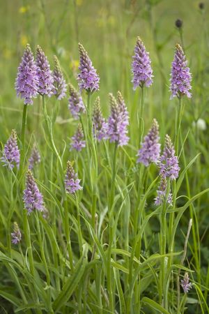 common spotted orchidの写真素材