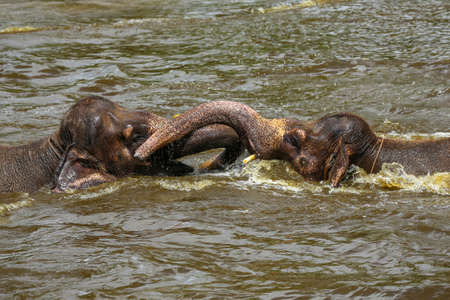 Two brown baby elephants playing with their trunks in a pool in a zoo in Bali, Indonesiaの写真素材