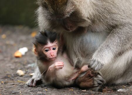 two monkeys, one baby and one grown up. Mother holding baby monkey who is looking down. horizontal.の写真素材