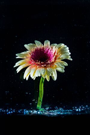 gerbera yellow and pink flower placed into the water and photographed against dark backgroundの写真素材