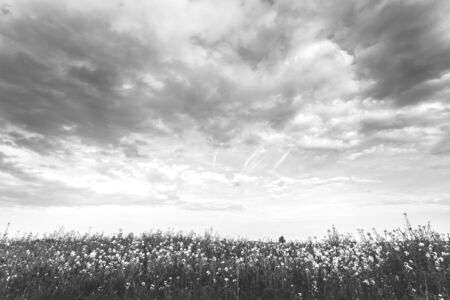 large  yellow rapeseed fields with blue sky in the background.textures, horizontal photos. freedom,...