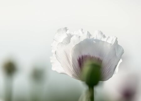 Colorful red and white poppies against the skyの写真素材